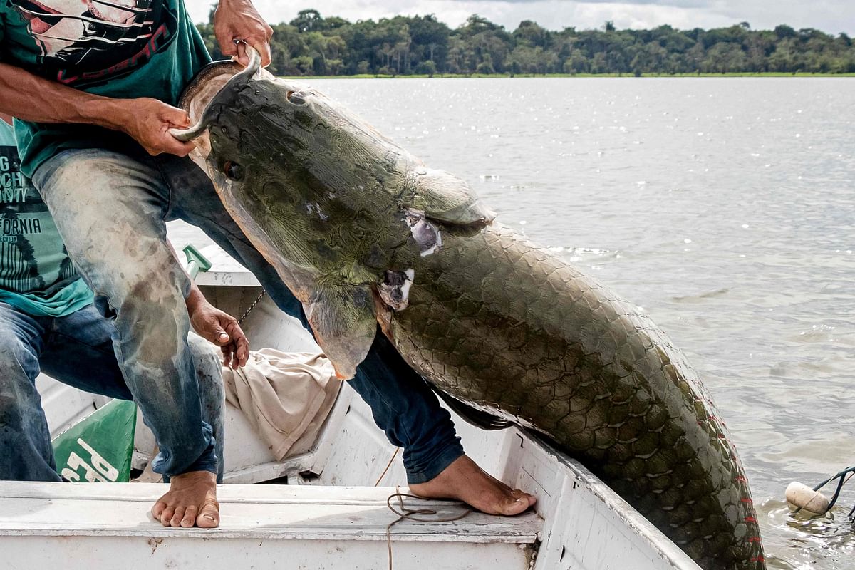 This file handout picture released by the Mamiraua Institute of Sustainable Development taken on 27 November 2018, shows fishermen removing a large Pirarucus (Arapaima gigas) fish from the water at the Amana Sustainable Development Reserve, in Amazonas State, northern Brazil. Photo: AFP