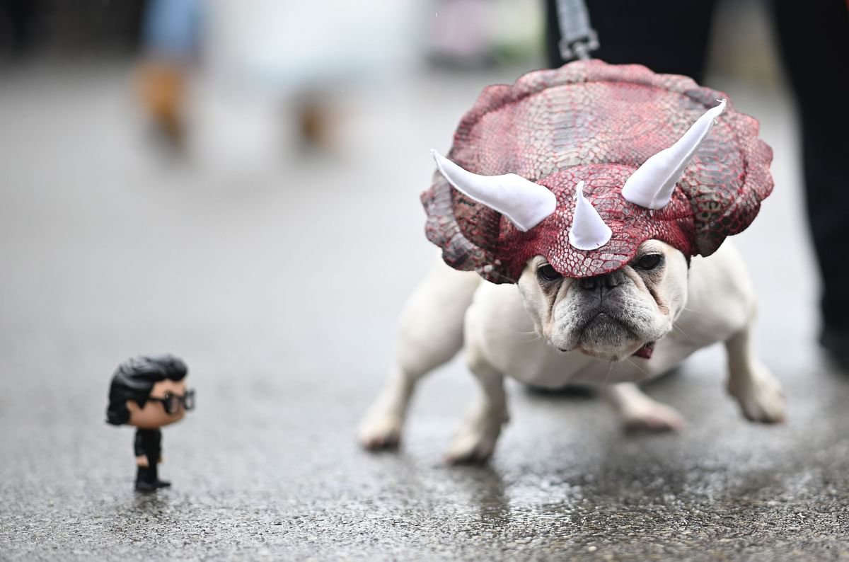 A dog dressed in a dinosaur costume attends the Tompkins Square Halloween Dog Parade in Manhattan in New York City on 20 October 2019. Photo: AFP