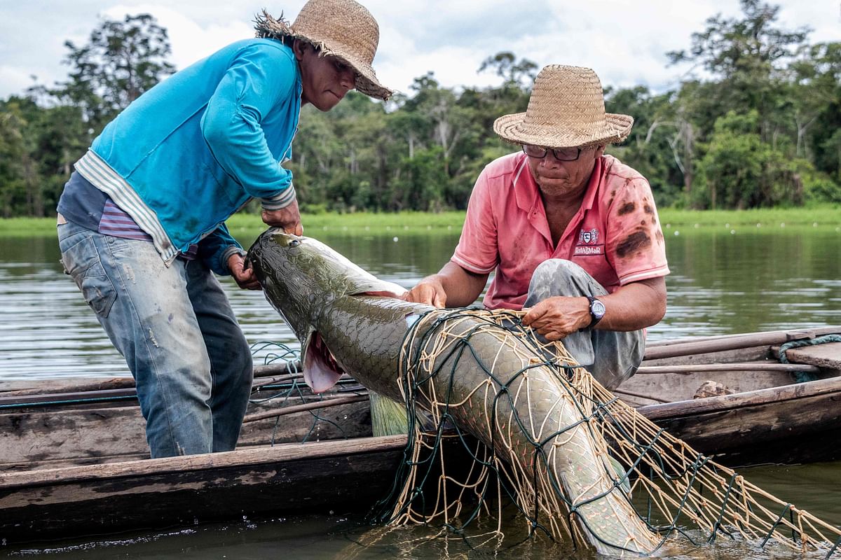 This file handout picture released by the Mamiraua Institute of Sustainable Development taken on 26 November 2018, shows fishermen removing a large Pirarucus (Arapaima gigas) fish from the water at the Amana Sustainable Development Reserve, in Amazonas State, northern Brazil. Photo: AFP