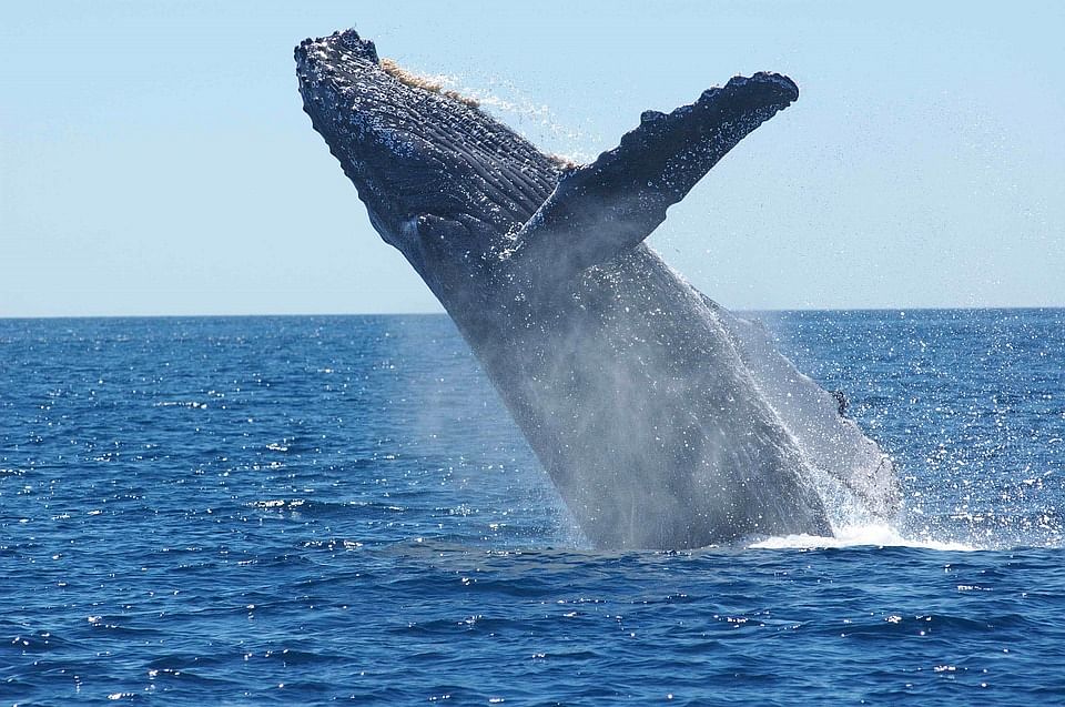 Humpback whale. Photo: Pixabay