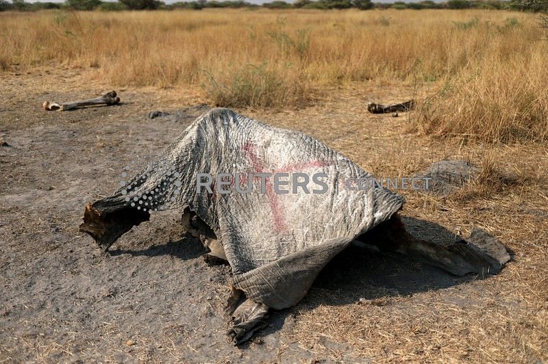 The marked carcass of an elephant is seen, after reports that conservationists have discovered 87 of them slaughtered just in the last few months, in the Mababe area, Botswana on 19 September 2018. Photo: Reuters