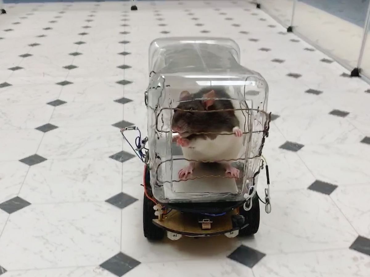 This image courtesy of the University of Richmond shows a lab rat driving the `RatCar` on 1 October 2019, in Richmond, Virginia. Photo: AFP