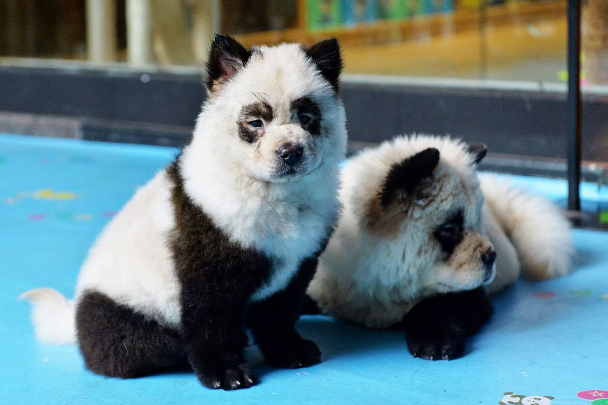 Dogs dyed black and white to mimic panda cubs are pictured at Cute Pet Games cafe in Chengdu in China`s southwestern Sichuan province on 23 October 2019. Photo: AFP