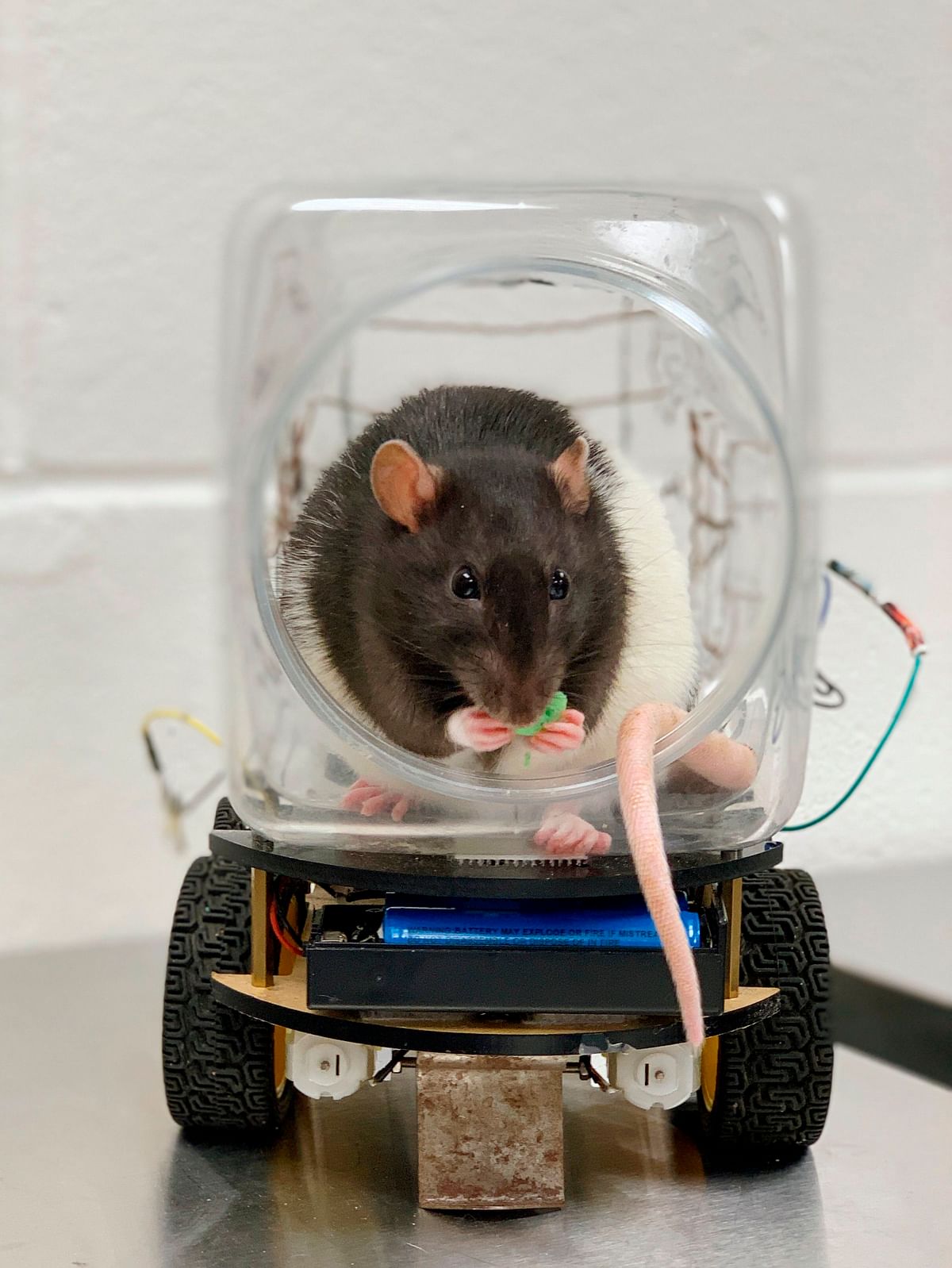 This image courtesy of the University of Richmond shows a lab rat eating a treat after driving th `RatCar` on 10 September 2019, in Richmond, Virginia. Photo: AFP