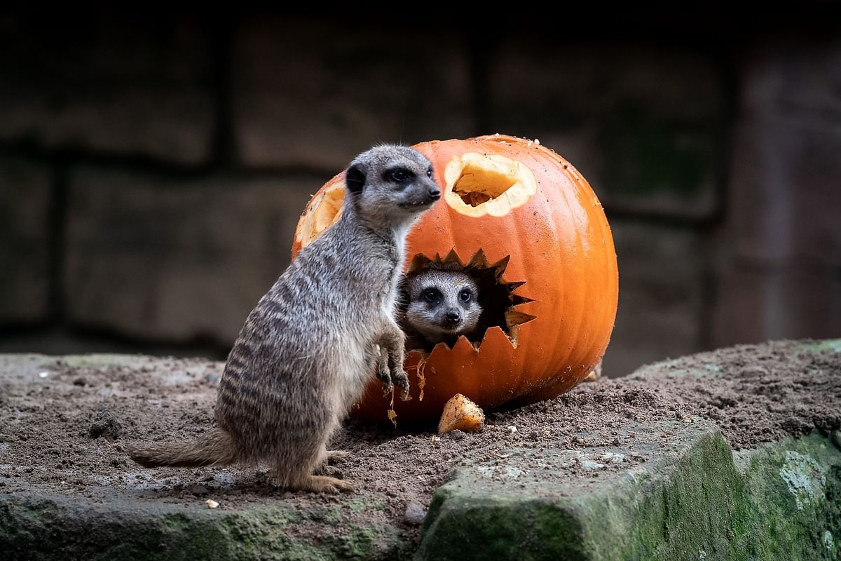 Meerkats inspect a pumpkin in their enclosure of the zoo in Hanover, northern Germany, on 24 October 2019, days before Halloween. Photo: AFP