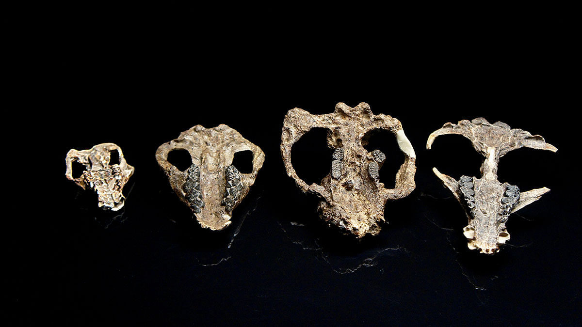 A collection of four fossilised mammal skulls collected from the Corral Bluffs site in Colorado - dating from the aftermath of the mass extinction of species 66 million years ago Ð includes, left to right, Loxolophus, Carsioptychus, Taeniolabis, Eoconodon, in a picture released 24 October 2019. Photo: Reuters