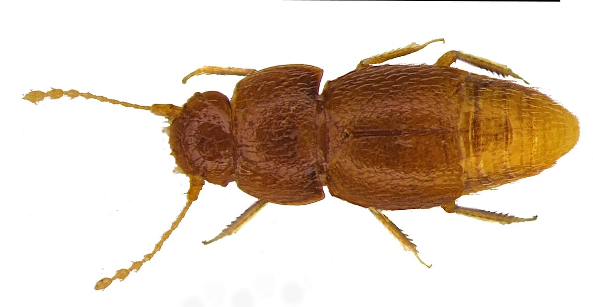 A handout picture released by Pemberley Books on 25 October 2019 and first published in Entomologist’s Monthly Magazine shows the beetle Nelloptodes gretae, named after teenaged Swedish climate activist Greta Thunberg. Photo: AFP