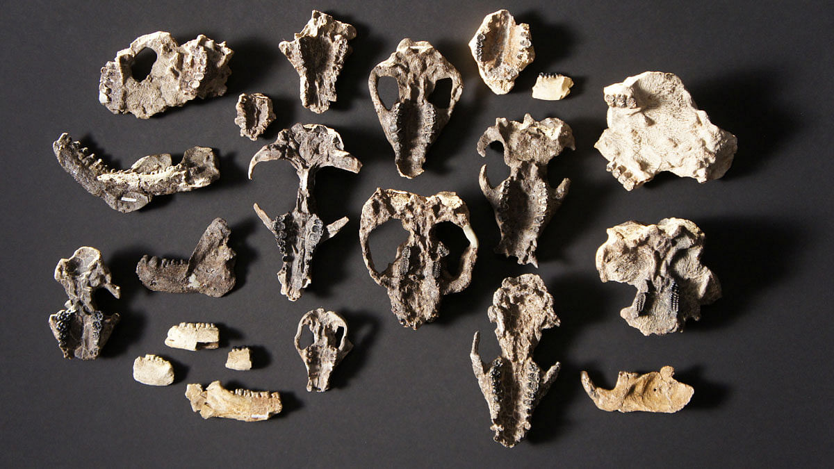 Fossilized mammal skull fossils and lower jaw retrieved from the Corral Bluffs site in Colorado dating from the aftermath of the mass extinction of species 66 million years ago is seen in a picture released 24 October 2019. Photo: Reuters