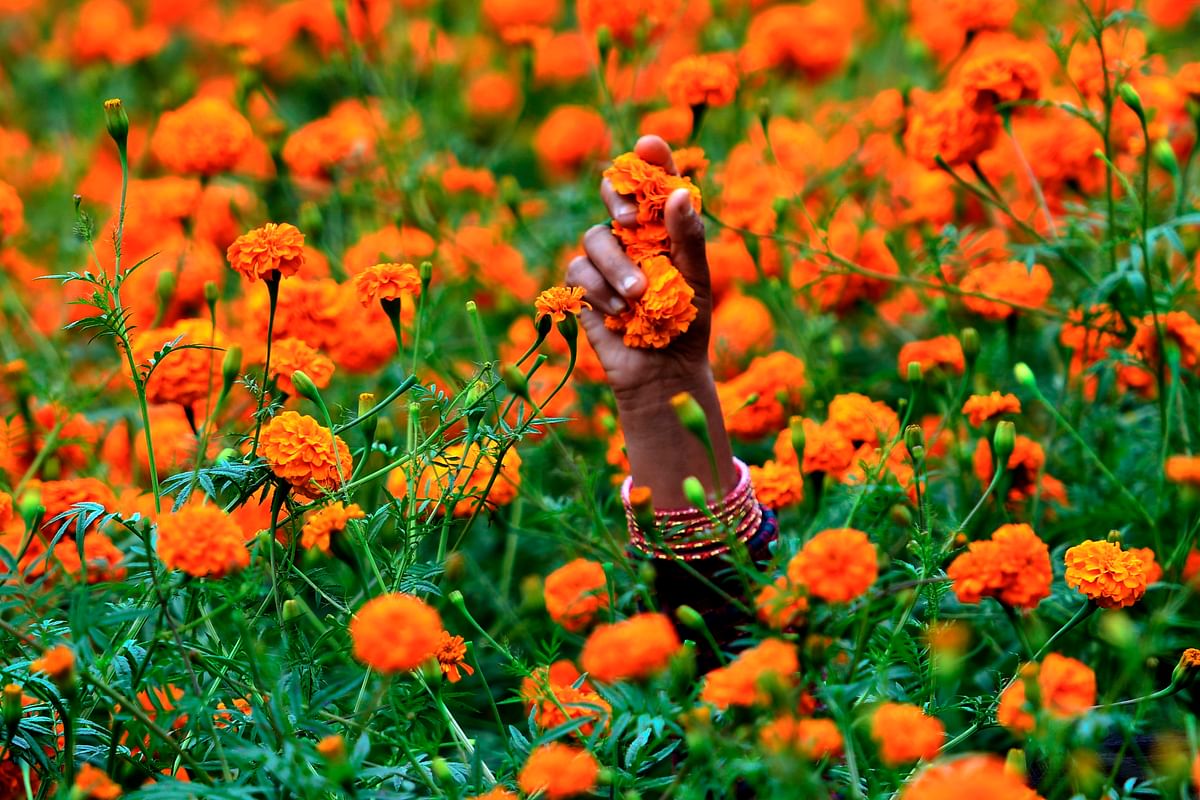 A woman collects marigold flowers for the upcoming Tihar (Diwali) festival in Ichangu Narayan village, on the outskirts of Kathmandu on 25 October 2019. Photo: AFP