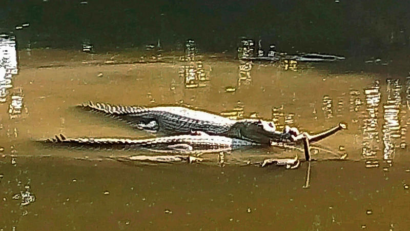 This undated picture shows specimens of a river-dwelling crocodile, known as Gharial, in an enclosure at the Rajshahi Zoo. Photo: AFP