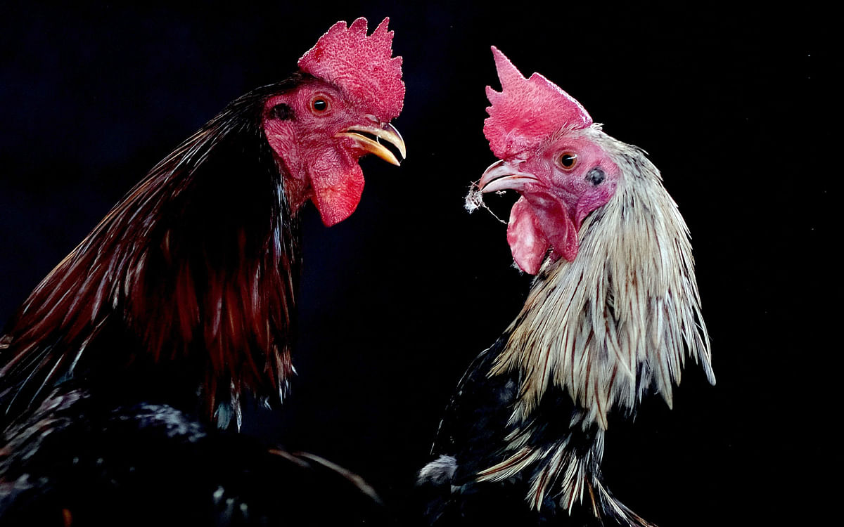 Two gamecocks spar during cockfighting festival in Vega Baja, Puerto Rico on 27 October, 2019. Photo: AFP