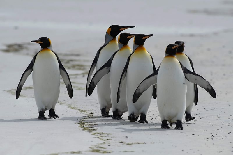 King penguins are seen at Volunteer Point, north of Stanley in the Falkland Islands (Malvinas), a British Overseas Territory in the South Atlantic Ocean, on 6 October 2019. Photo: AFP