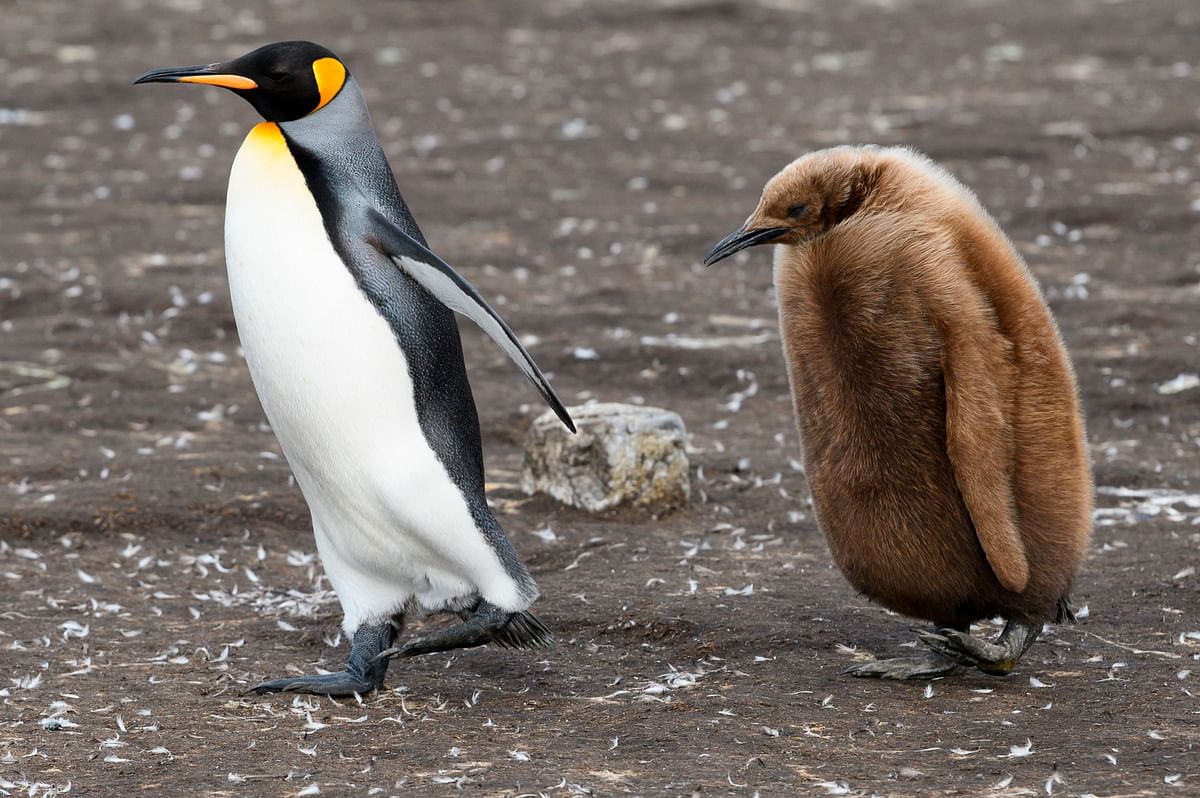 A King penguin and its chick are seen at Volunteer Point, north of Stanley in the Falkland Islands (Malvinas), a British Overseas Territory in the South Atlantic Ocean, on 6 October 2019. Photo: AFP