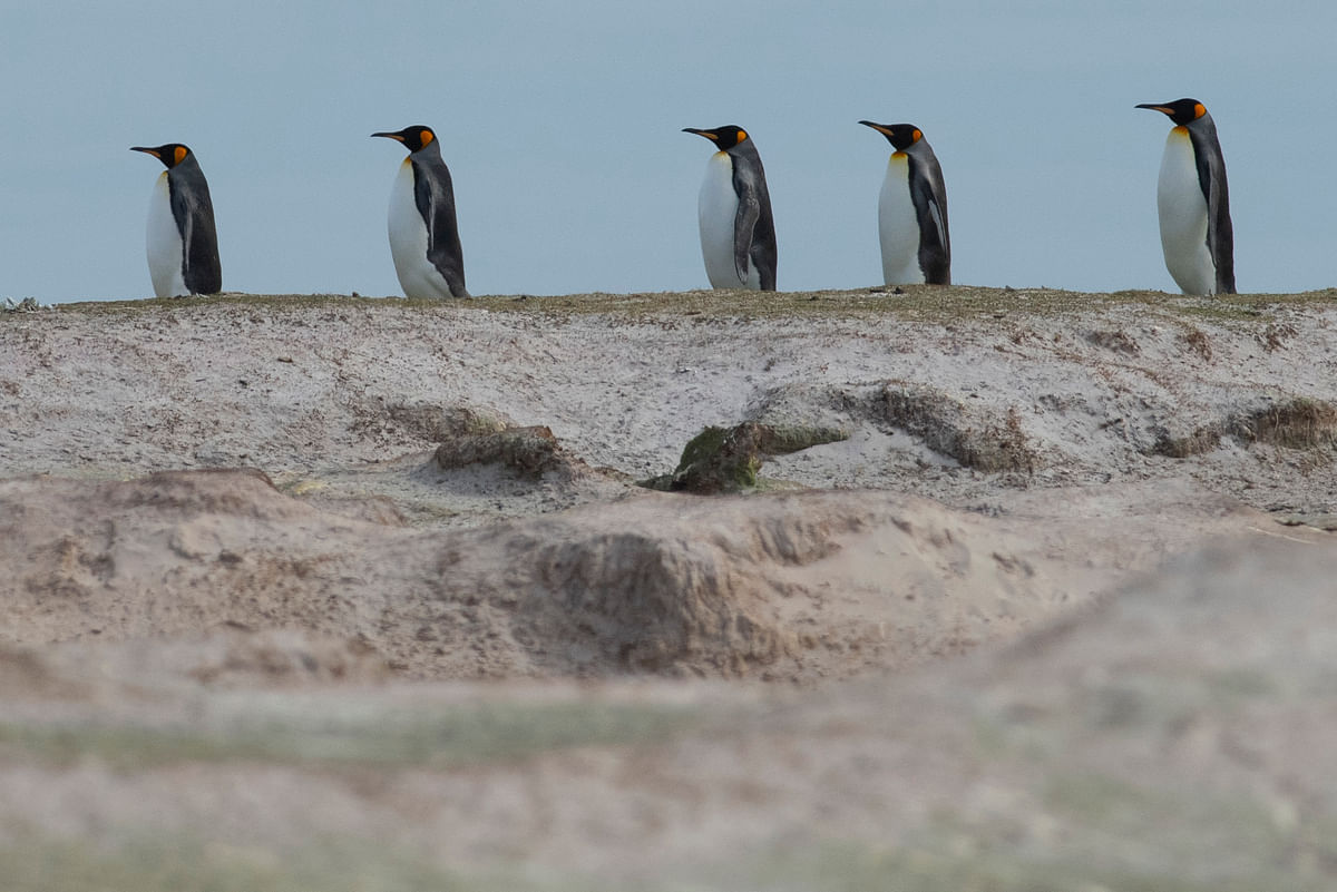 King penguins are seen at Volunteer Point, north of Stanley in the Falkland Islands (Malvinas), a British Overseas Territory in the South Atlantic Ocean, on 6 October 2019. Photo: AFP