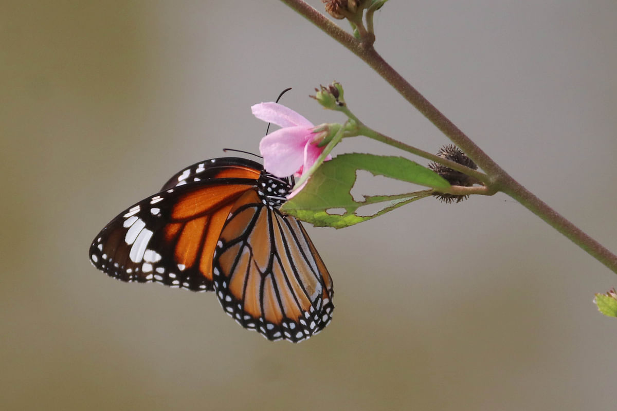 A butterfly collects nectar from a wildflower at Anantapur, Sylhet on 28 October. Photo: Anis Mahmud