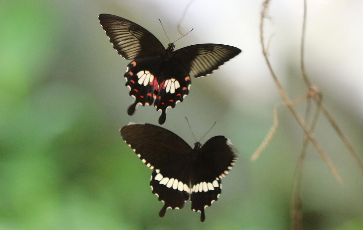 Butterflies at Rajjomonipar in Khagrachhari on 29 October. Photo: Nerob Chowdhury