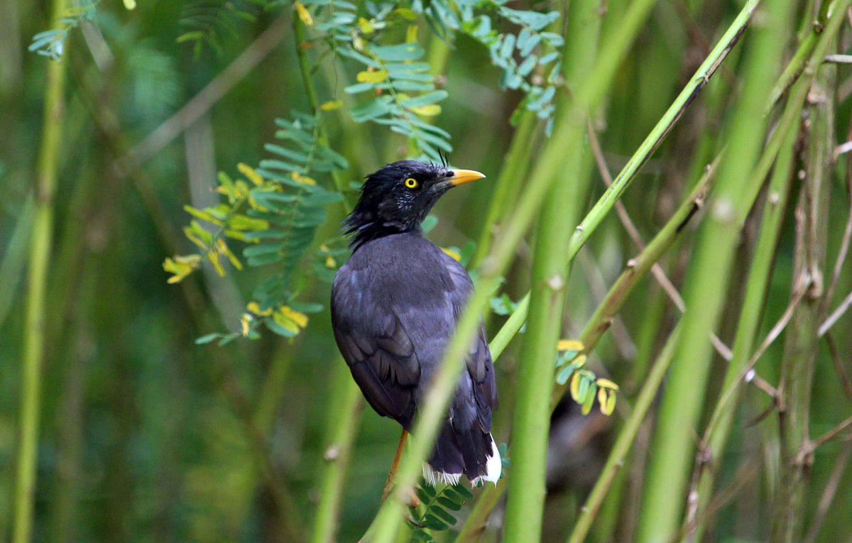 A myna perched on a dhonche branch at Modonpur, Daulatkhan in Bhola on 28 October. Photo: Neyamatullah