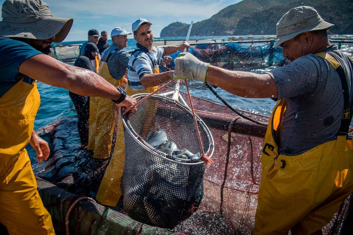 Fisherman work on a fish farm off the coast of the Moroccan city of M`diq, on 3 October 2019. Photo: AFP