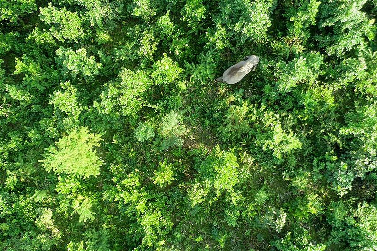 In this handout photograph taken with a drone and released by Assam Forest Department on 1 November, 2019, rogue elephant `Laden` is seen walking inside Rongjuli forest range in Goalpara district of Assam state. Indian forest officials have launched a major search operation to look for a rogue bull elephant dubbed `Laden` by locals after the late Al-Qaeda chief that trampled and killed five villagers. Photo: AFP