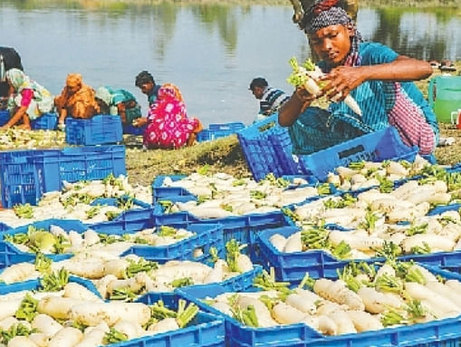 Food production in Bangladesh has gone up by three to five times what it was at the inception of the country 48 years ago. Photo: Prothom Alo
