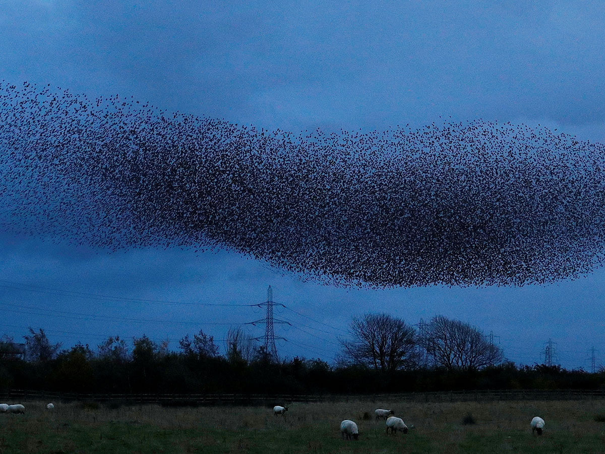 A murmuration of starlings is seen across the sky near the town of Gretna Green, Scotland, Britain on 4 November 2019. Photo: Reuters