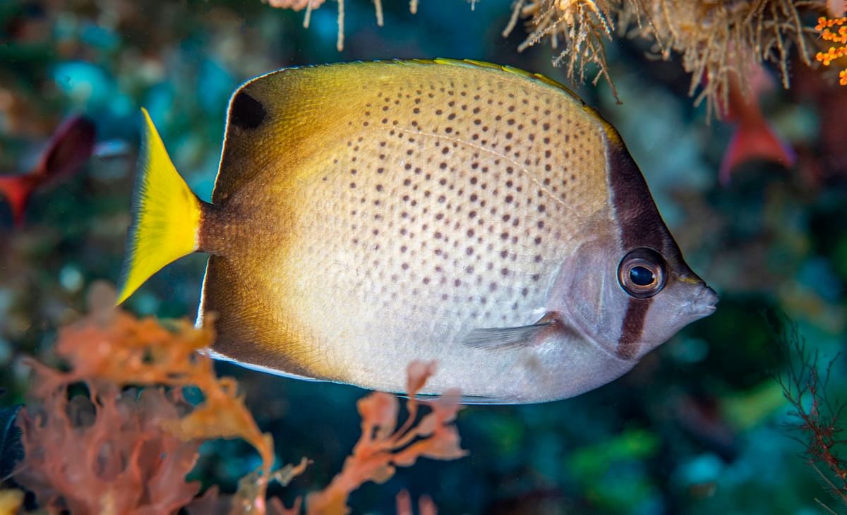 In this handout picture from Greenpeace on 1 November 2019, a blackedged butterflyfish usually found in the western Indian Ocean hides in a cravice covered in algae and hydroids. Photo: AFP