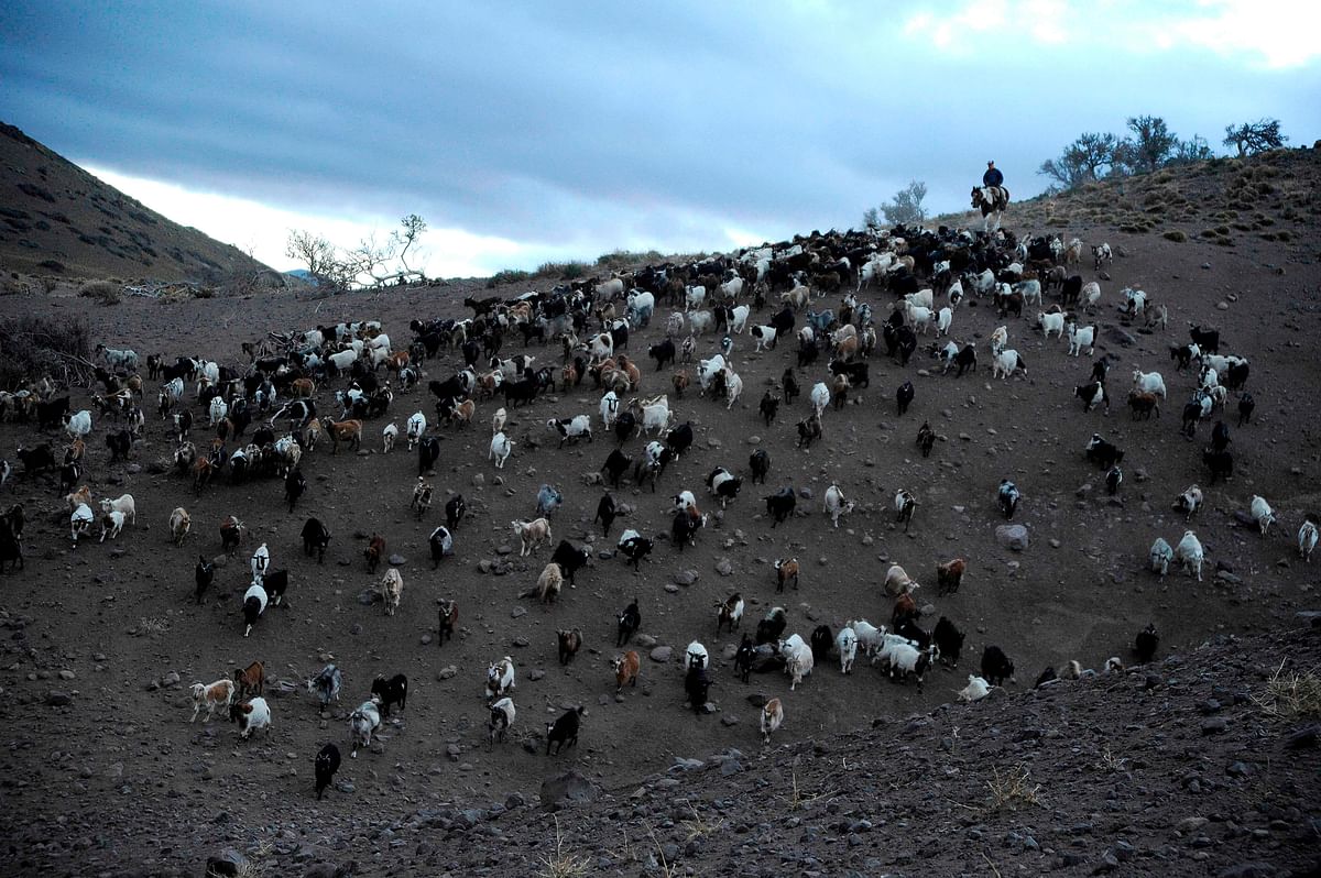 View of goats as they are herd in El Alambrado, 136 Km from Malargue, Mendoza province, Argentina on 20 October 2019. Photo: AFP