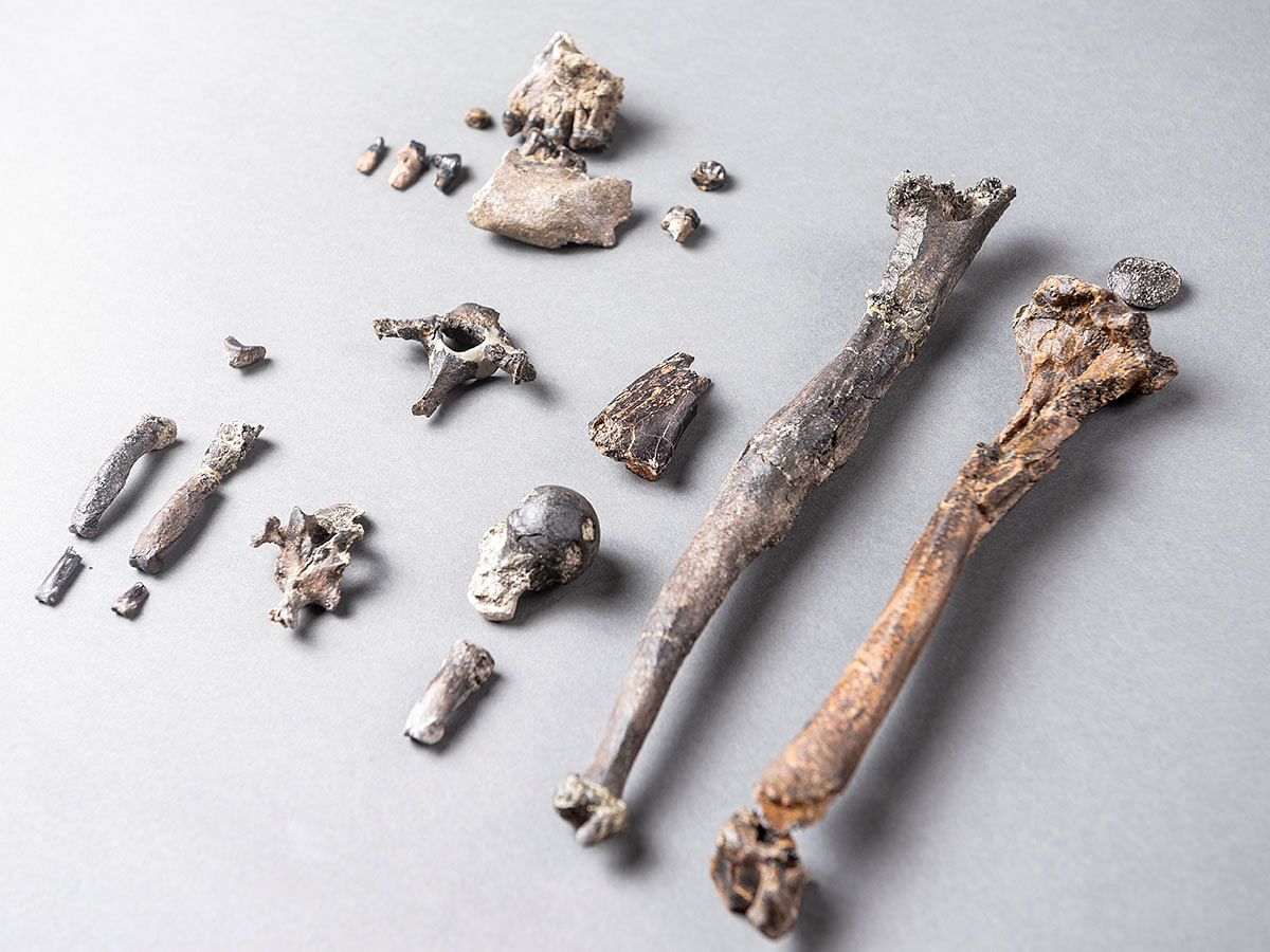 Twenty-one fossilised bones of the most complete partial skeleton of a male of the extinct ape species Danuvius guggenmosi, which lived about 12 million years ago in southern Germany, is seen in this photo illustration released in Tubingen, Germany on 6 November 2019. Photo: Reuters
