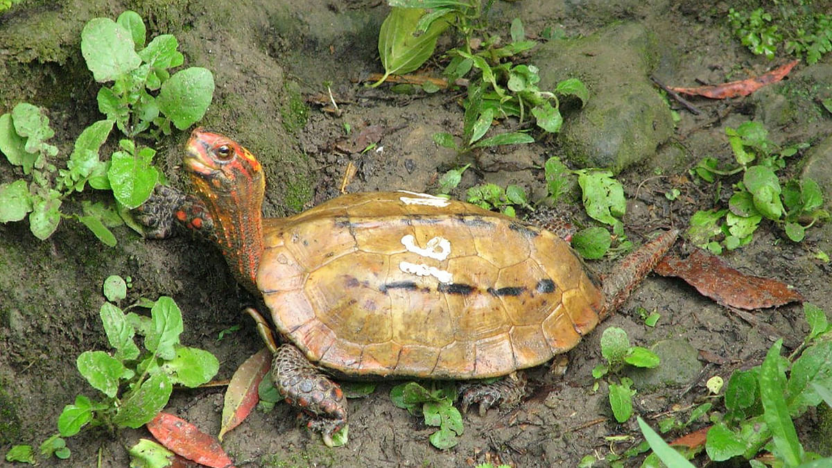 This handout photograph taken in 2006 and released by the Okinawa Zoo and Museum on 6 November 2019 shows a Ryukyu leaf turtle at Okinawa Zoo. Photo: AFP