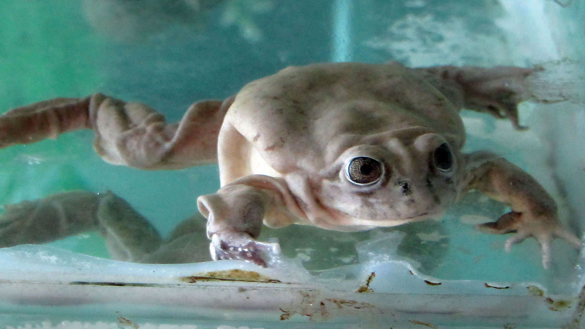 Picture taken on 6 November 2019, of one of 36 giant frogs of Lake Titicaca, an endangered species highly coveted for its alleged Afro-Diasian properties, during its presentation to journalists after being born in captivity at a zoo in Huachipa, east of Lima, Peru. Photo: AFP
