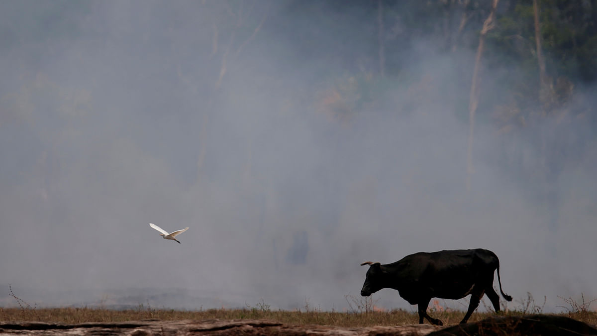 A bird flies next to an ox walking on a smoldering field that was hit by a fire burning a tract of the Amazon forest as it is cleared by farmers, in Rio Pardo. Photo: Reuters