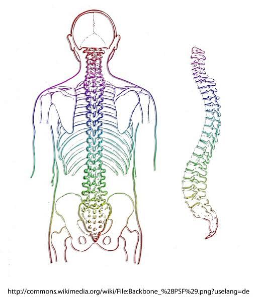 Spinal cord image collected from Pixabay