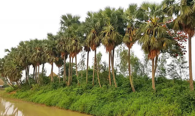 Line of palm trees along a village road in Natore.  Photo: Prothom Alo