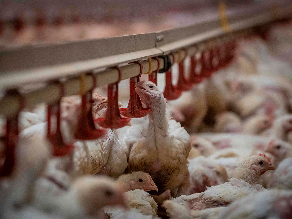 Chickens are seen in a chicken coop, in Kondrajec Panski, Poland on 1 October. Poland is now Europe`s top chicken producer and exporter, having raised more than a billion chickens for meat last year, according to Statistics Poland -- or 10 times more than in 2009. Photo: AFP