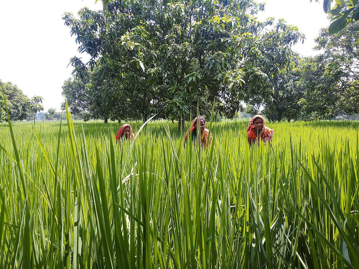 Three ethnic women work as farm labourers in a paddy field that is soon to be turned into a mango orchard, in Naogaon district, Bangladesh, on 21 September 2019. Photo: Thomson Reuters Foundation