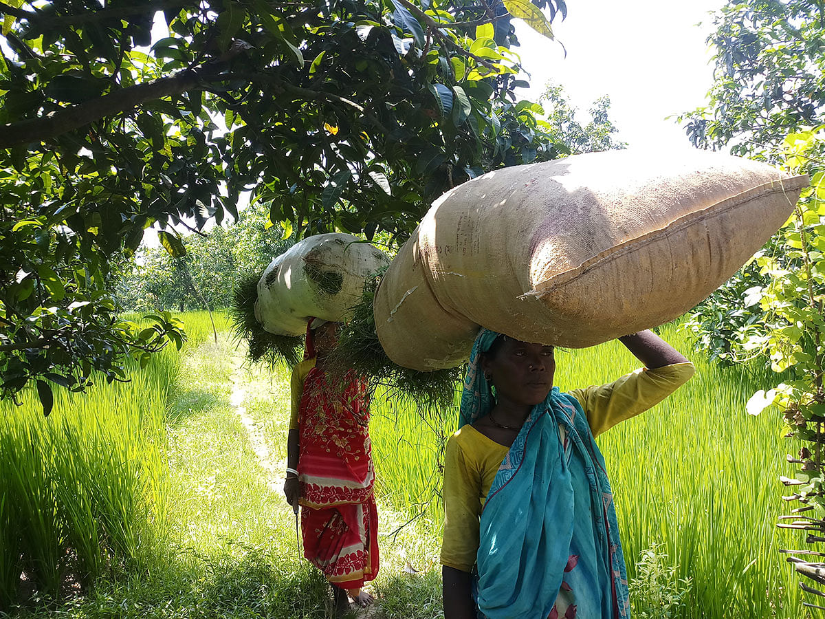 Two ethnic women collect grass to feed their cattle as they struggle with a lack of work in drying-up rice fields in Naogaon district, Bangladesh, on 21 September 2019. Photo: Thomson Reuters Foundation