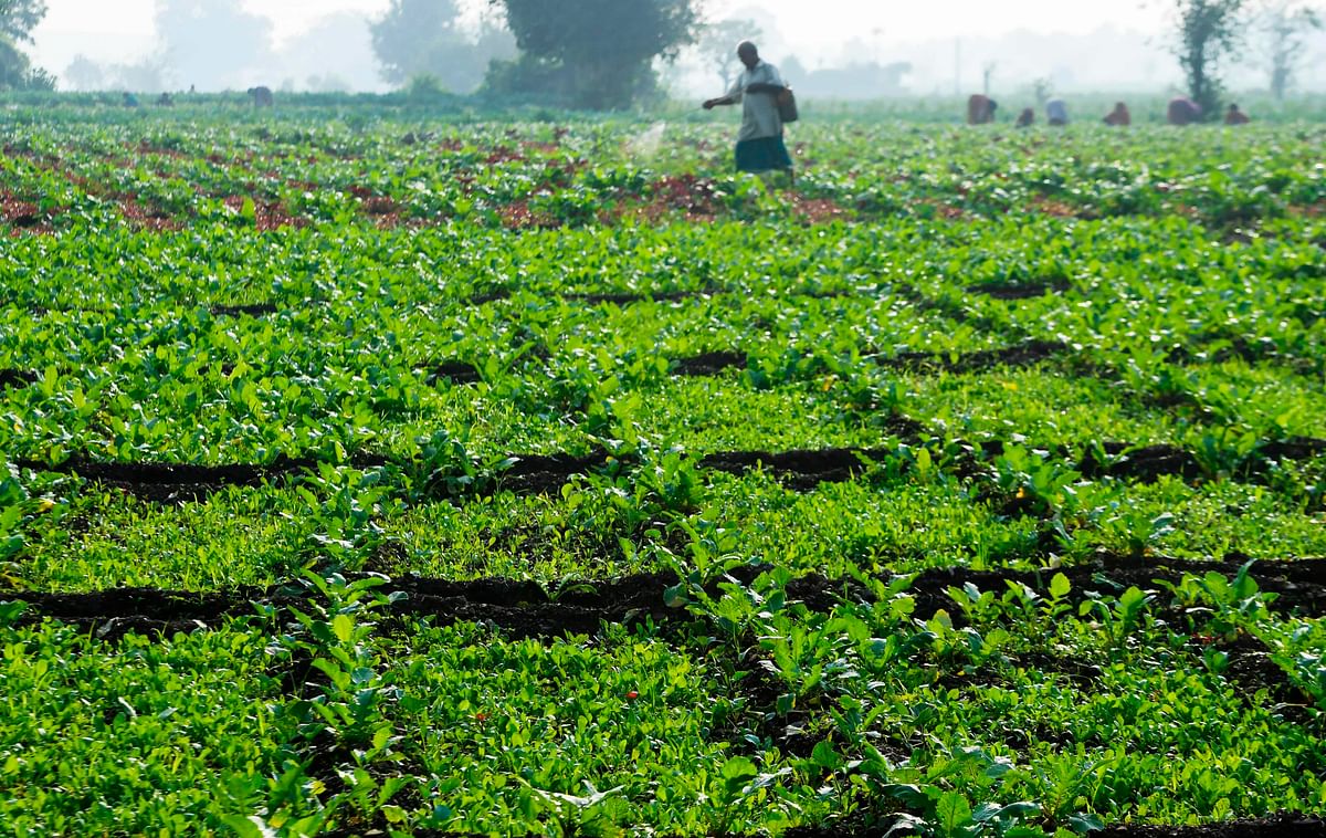 An Indian farmer sprays pesticide on crops in a field of a farming area in Kolkata on 14 November 2019. Photo: AFP