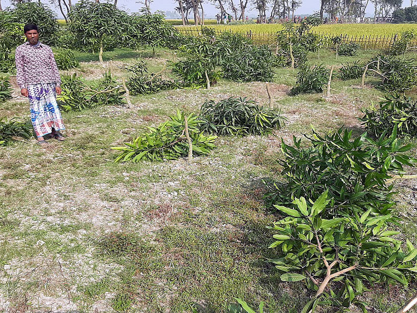 As many as 10,000 mango trees were flattened overnight in Naogaon. Photo: UNB