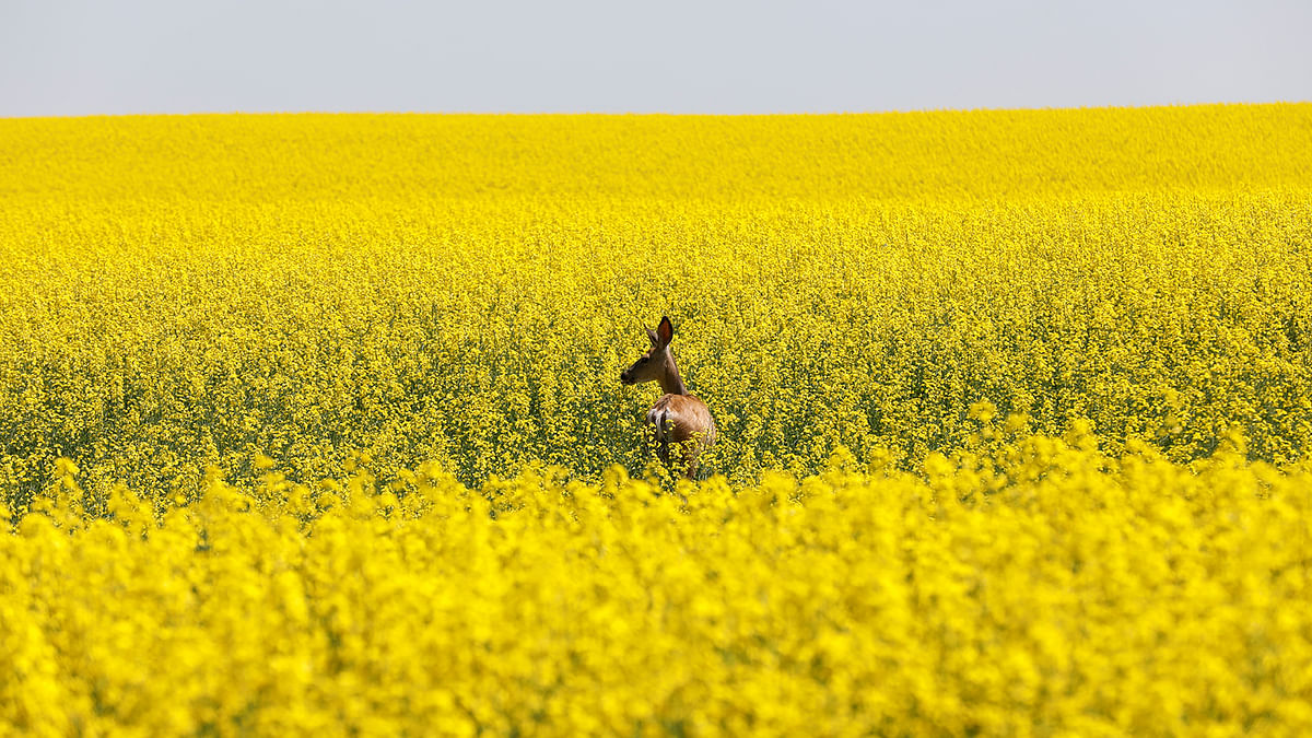 A deer feeds in a western Canadian canola field that is in full bloom before it will be harvested later this summer in rural Alberta, Canada on 23 July 2019. Photo: Reuters