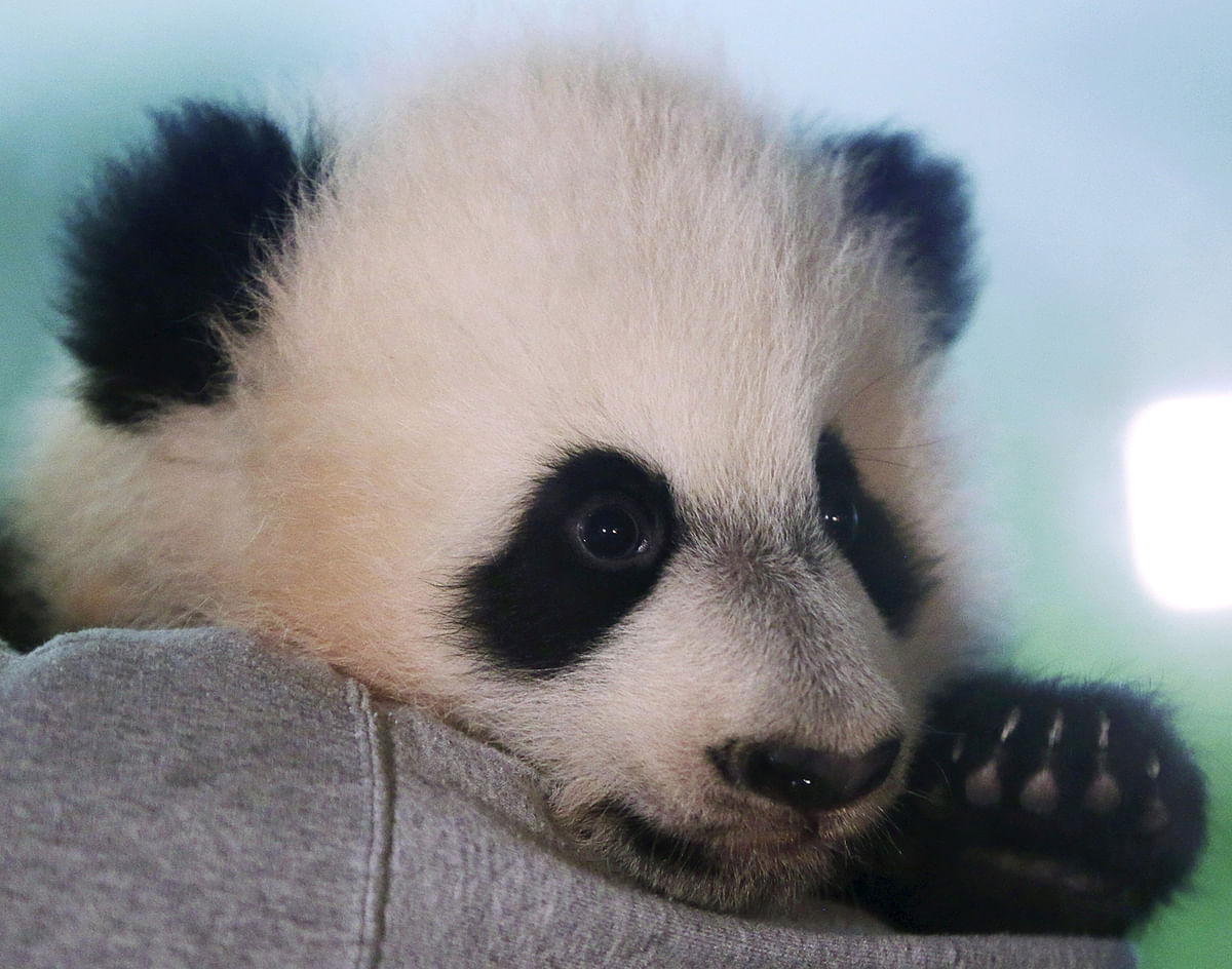 Giant Panda cub Bei Bei is shown to the media at the Smithsonian National Zoo in Washington, on 16 December 2015. Bei Bei is four months old and weighs 17 pounds. Reuters File Photo