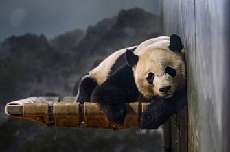 In this file photo taken on 14 November 2019 Giant panda Bei Bei rests at the Smithsonian`s National Zoo in Washington, DC. Photo: AFP