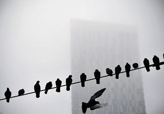 Pigeons sit on a wire on a foggy day in Moscow on 19 November 2019. Photo: AFP
