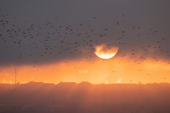 A flock of birds fly behind the clouds as the sun goes down on the cityscape in Dresden, Germany, on 18 November 2019. Photo: AFP