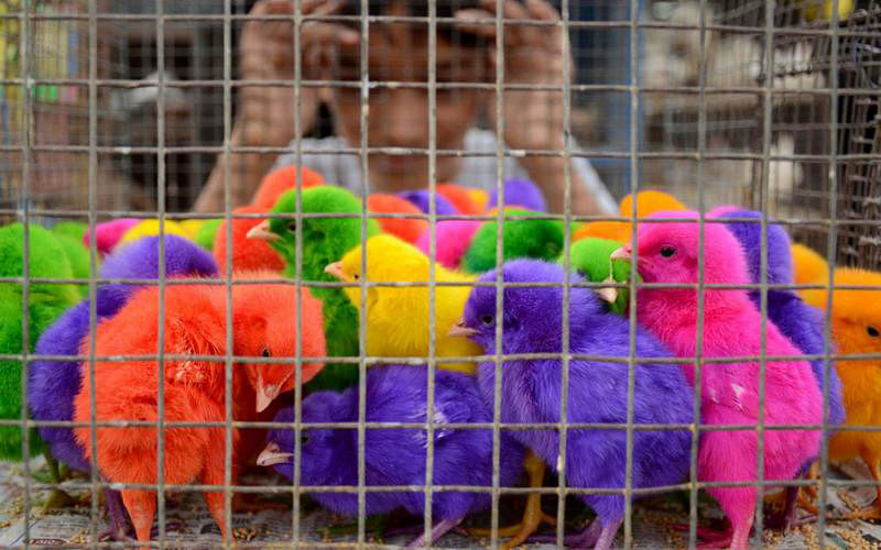 Chicks: A representational image. AFP file photo