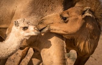 A camel cow and its calf are seen in the desert near Dakhla in Morocco-administered Western Sahara on 13 October 2019. Photo: AFP