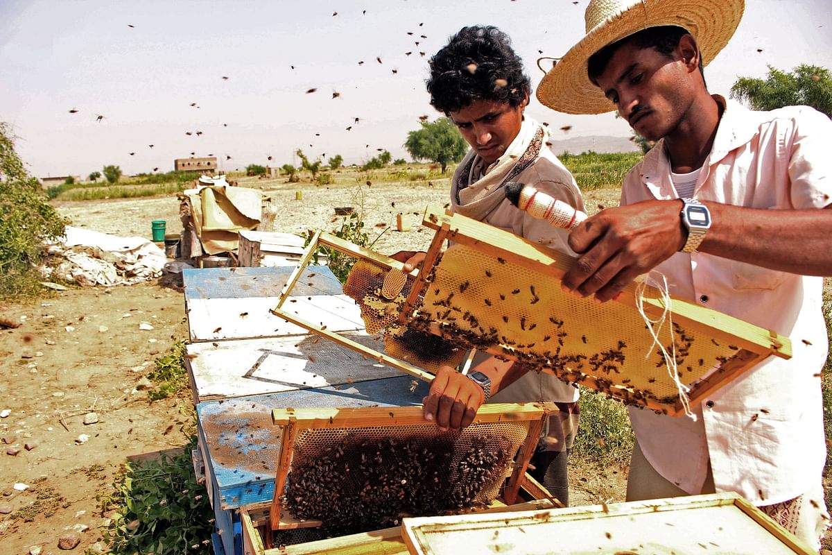 Yemeni beekeepers collect honeycombs at their apiary in the country`s northern Hajjah province on 10 November. Photo: AFP