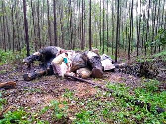 This handout picture teken on 19 November 2019 and released on 20 November 2019 by Indonesian Natural Resourches Conservation shows veterinarians examining a dead elephant at an industrial forest concessions in Bengkalis, Riau province. Photo: AFP