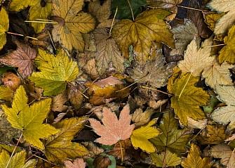 Soggy wet from the rain, autumnal coloured leaves lay on the ground on 17 November 2019 in Berlin. Photo: AFP