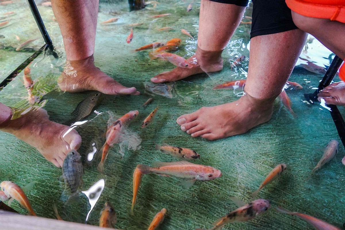 This picture taken on 15 November 2019 shows fish nibbling at the feet of Indonesian diners having their lunch at a fish pool restaurant at Wedomartani village in Yogyakarta. The tables and chairs at Soto Cokro Kembang in Indonesia`s cultural capital Yogyakarta sit in ankle-deep water, home to thousands of little fish that munch dead skin off the feet of diners.Photo: AFP