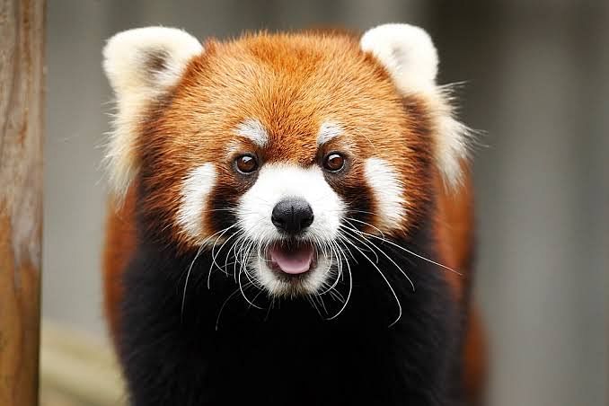 A red panda. Photo: Pixabay